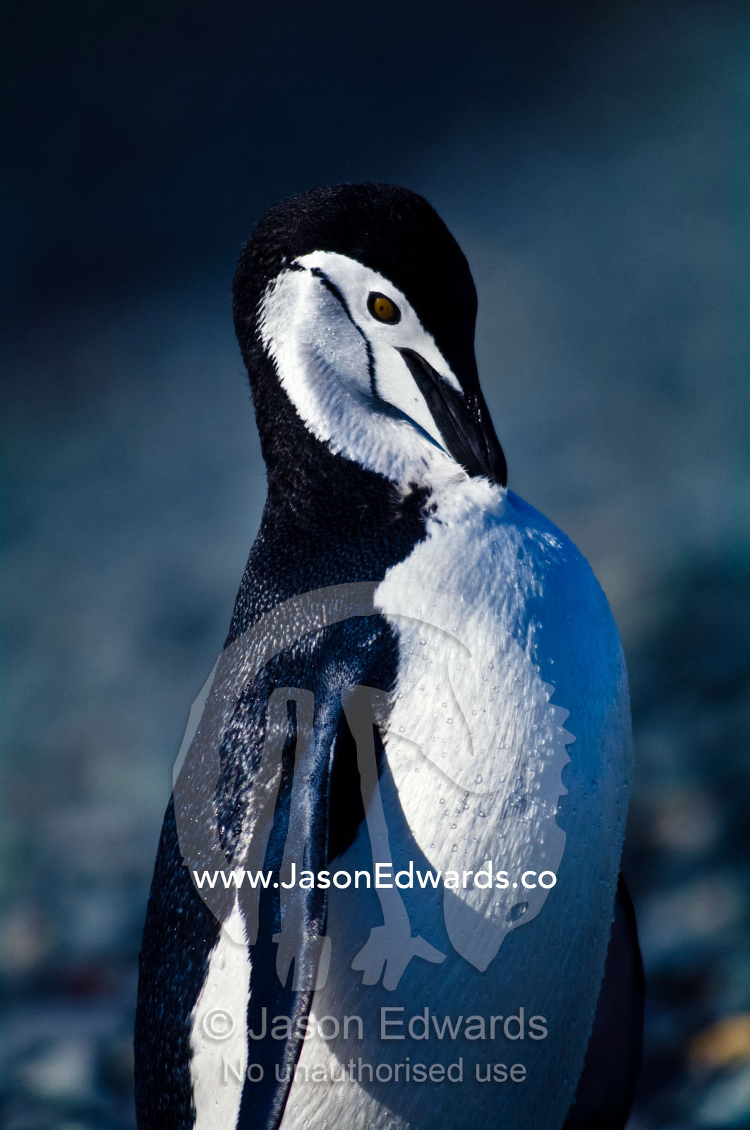 A Chinstrap Penguin preens it's insulating feathers with it's beak. Half Moon Island, Burgas Peninsula, Livingston Island, Errera Channel, South Shetland Islands, Antarctic Peninsula, Antarctica.