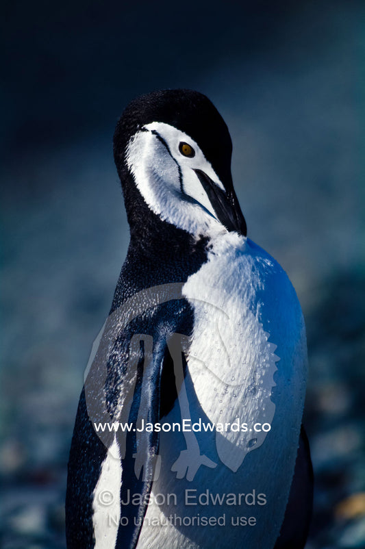 A Chinstrap Penguin preens it's insulating feathers with it's beak. Half Moon Island, Burgas Peninsula, Livingston Island, Errera Channel, South Shetland Islands, Antarctic Peninsula, Antarctica.