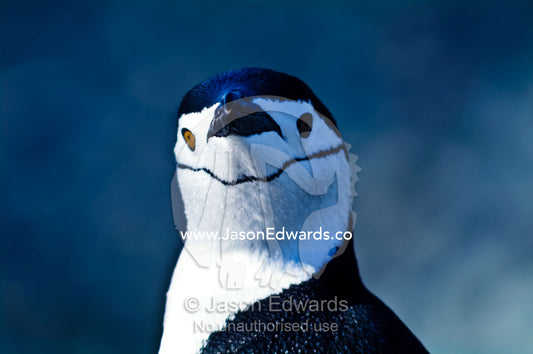 The distinctive black stripe on the face of a Chinstrap Penguin. Half Moon Island, Burgas Peninsula, Livingston Island, Errera Channel, South Shetland Islands, Antarctic Peninsula, Antarctica.
