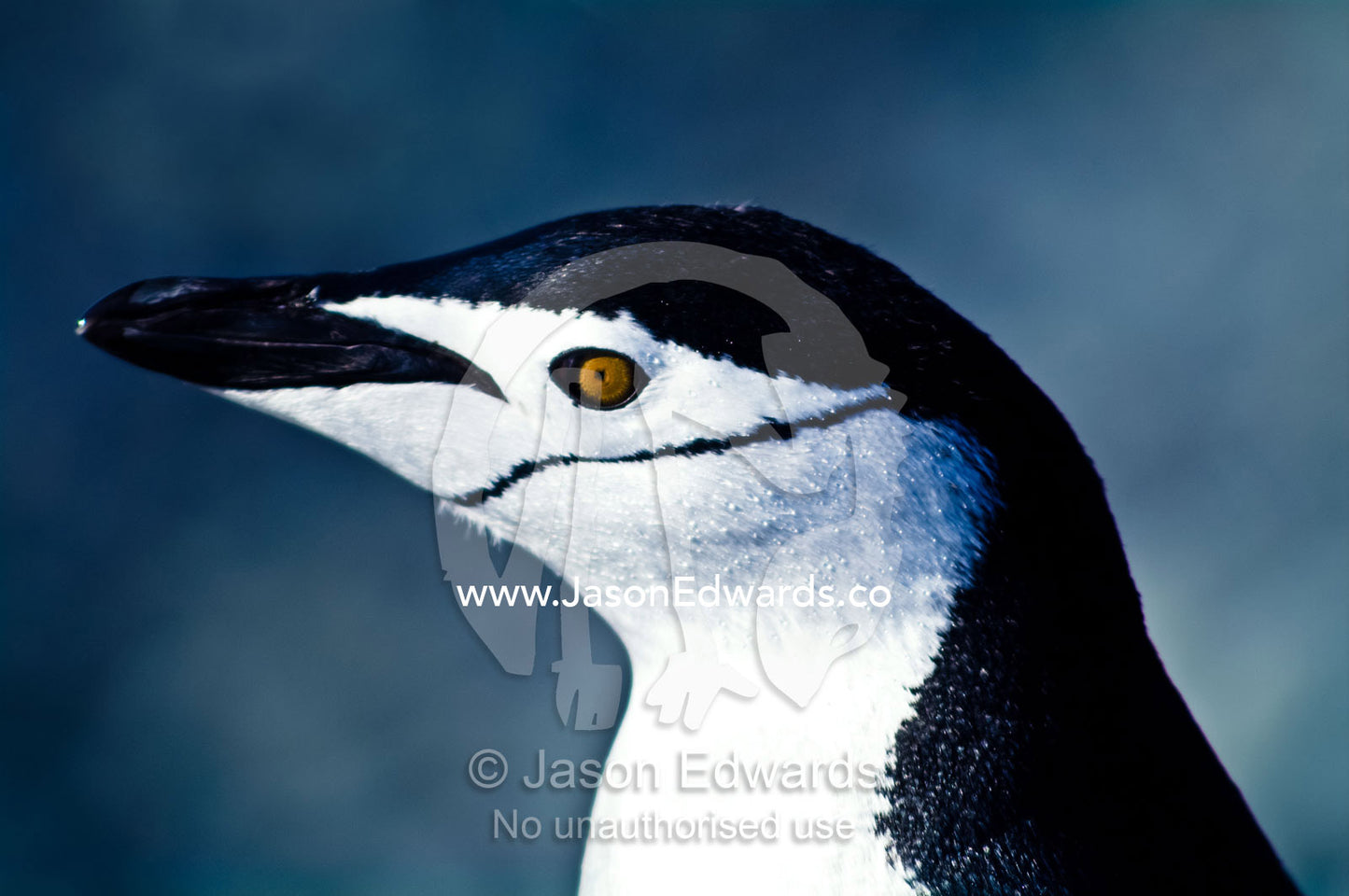 The distinctive black stripe on the face of a Chinstrap Penguin. Half Moon Island, Burgas Peninsula, Livingston Island, Errera Channel, South Shetland Islands, Antarctic Peninsula, Antarctica.