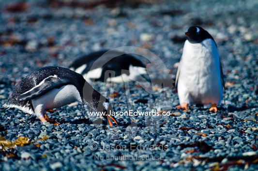 A Magellanic Penguin gathers pebbles with it's beak on a gravel beach. Half Moon Island, Burgas Peninsula, Livingston Island, Errera Channel, South Shetland Islands, Antarctic Peninsula, Antarctica.