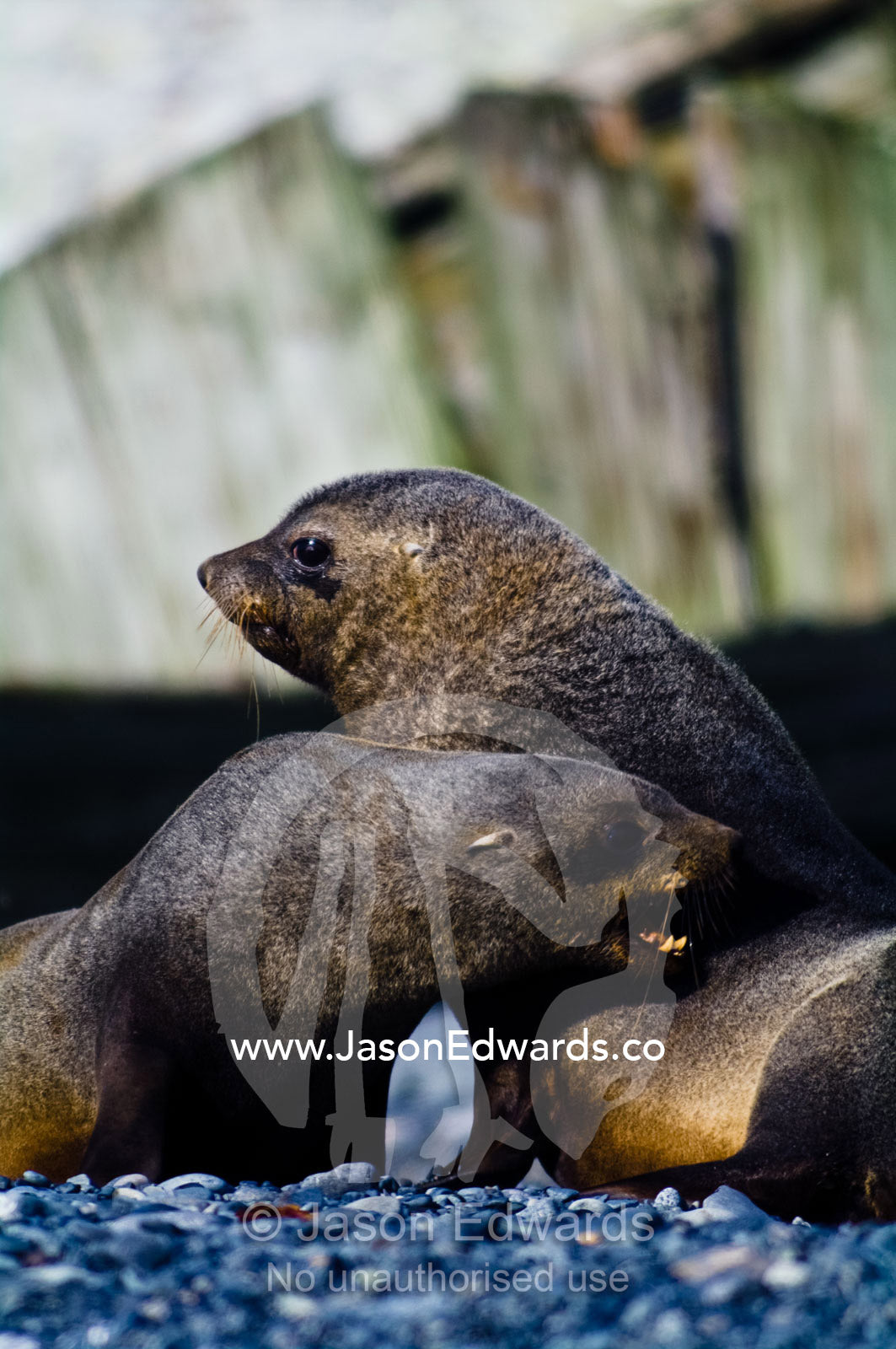 A pair of Antarctic Fur Seals territorial fighting on a gravel beach. Half Moon Island, Burgas Peninsula, Livingston Island, Errera Channel, South Shetland Islands, Antarctic Peninsula, Antarctica.