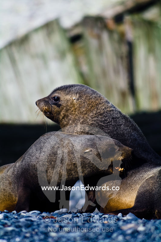 A pair of Antarctic Fur Seals territorial fighting on a gravel beach. Half Moon Island, Burgas Peninsula, Livingston Island, Errera Channel, South Shetland Islands, Antarctic Peninsula, Antarctica.
