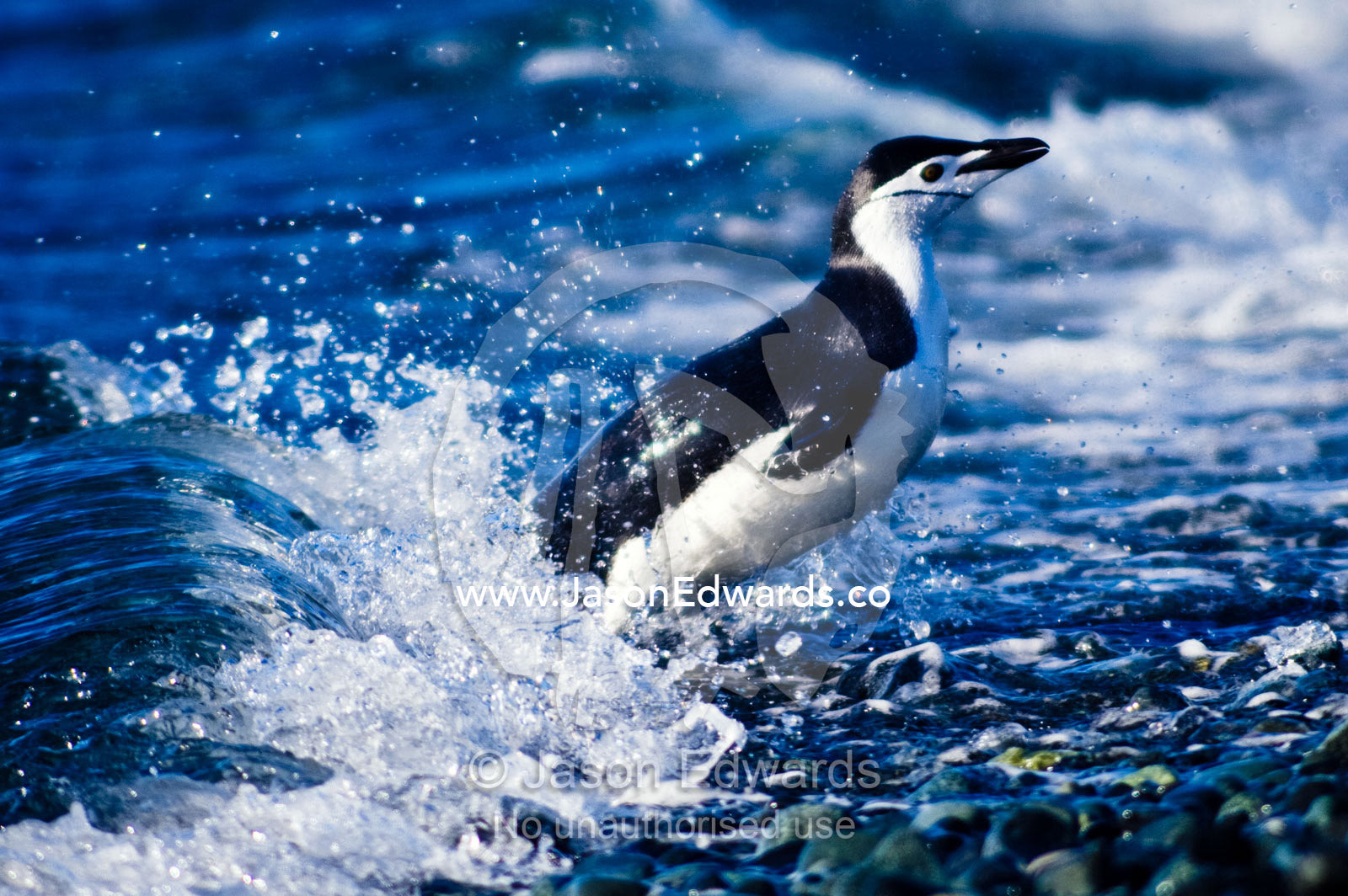 To avoid predators Chinstrap Penguins run from the surf onto a beach. Half Moon Island, Burgas Peninsula, Livingston Island, Errera Channel, South Shetland Islands, Antarctic Peninsula, Antarctica.