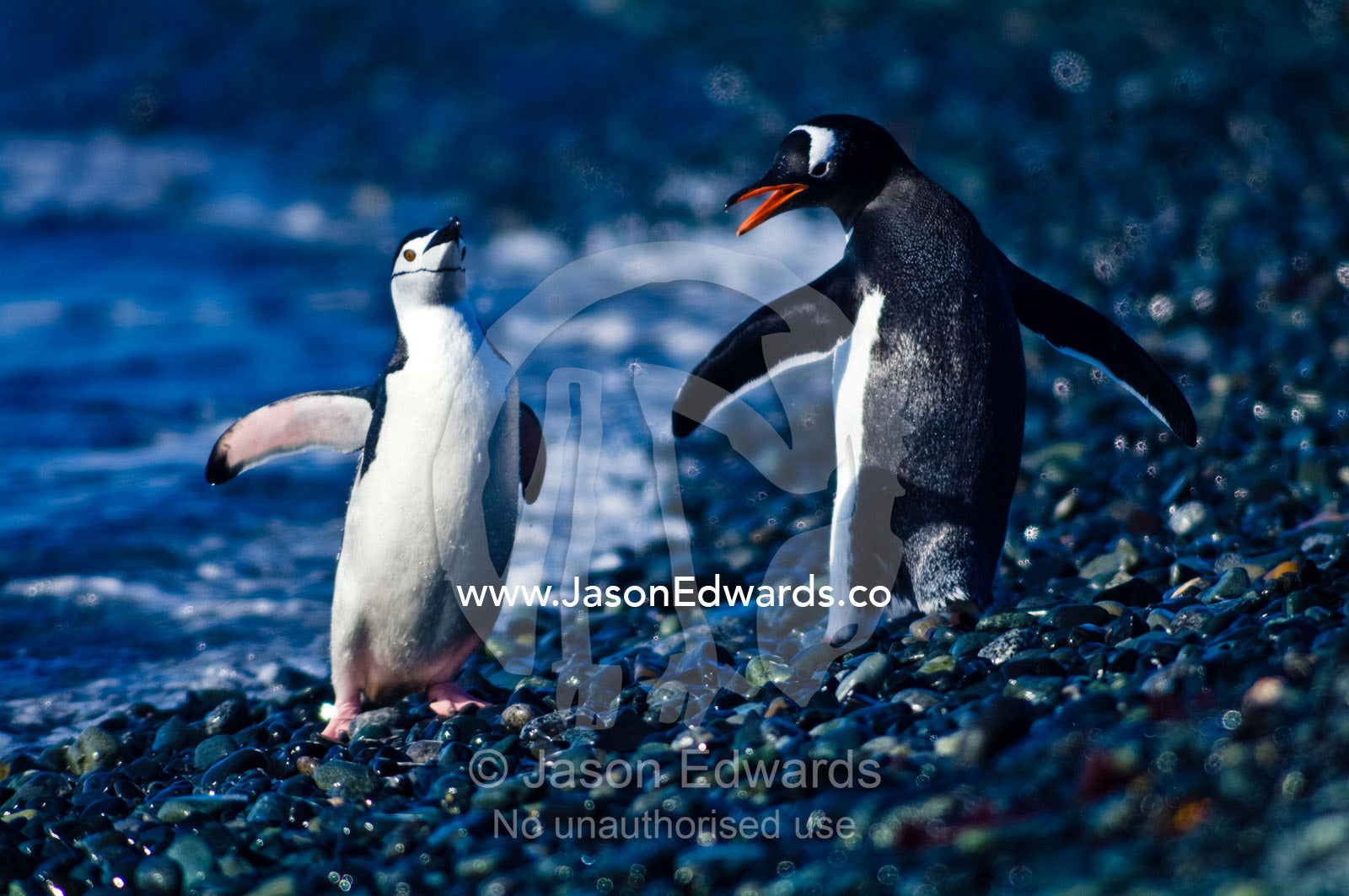 A Magellanic Penguin attacks a Chinstrap Penguin on a gravel beach. Half Moon Island, Burgas Peninsula, Livingston Island, Errera Channel, South Shetland Islands, Antarctic Peninsula, Antarctica.