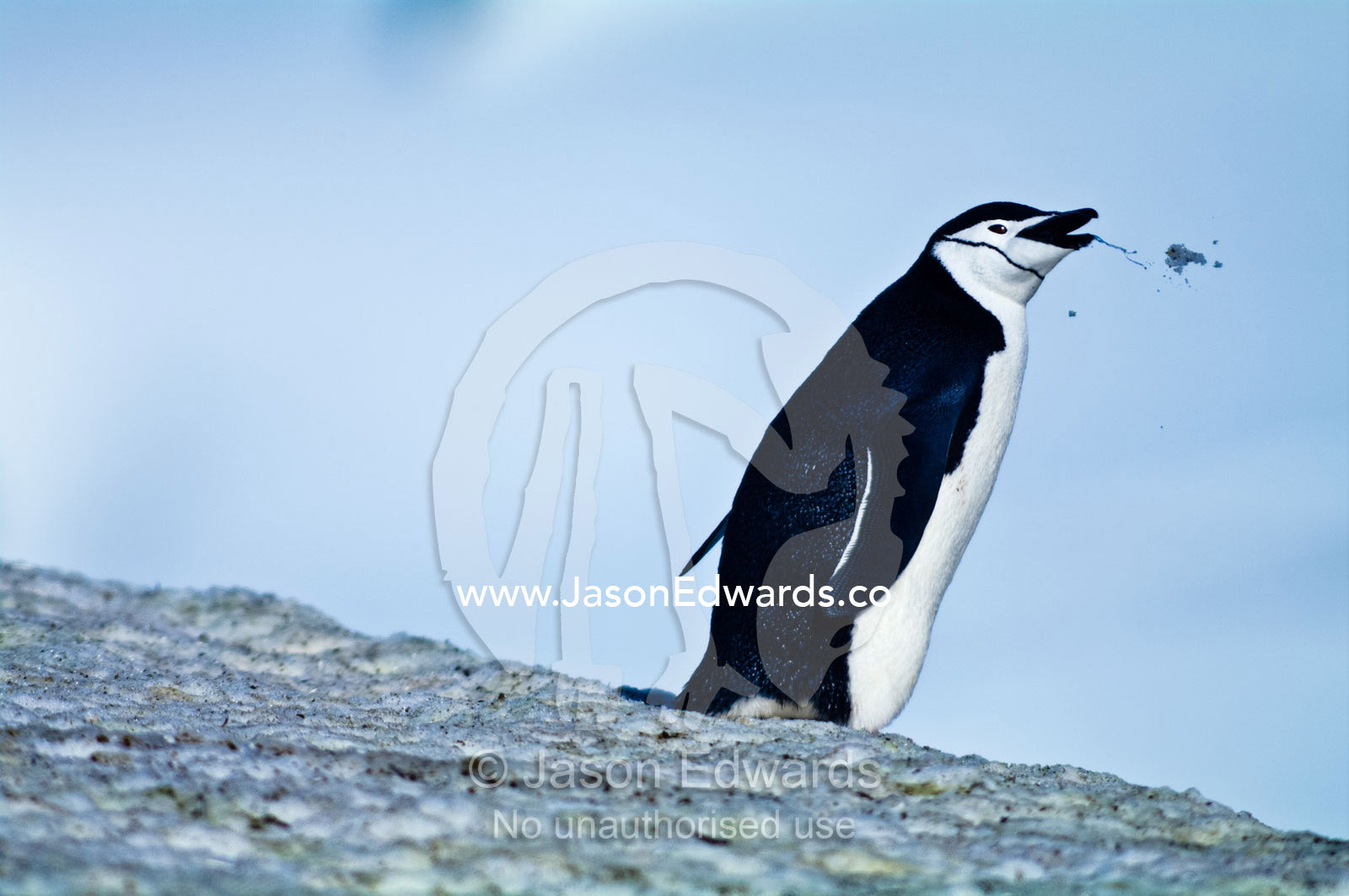 A Chinstrap Penguin regurgitates a mouthful of snow it was eating. Half Moon Island, Burgas Peninsula, Livingston Island, Errera Channel, South Shetland Islands, Antarctic Peninsula, Antarctica.