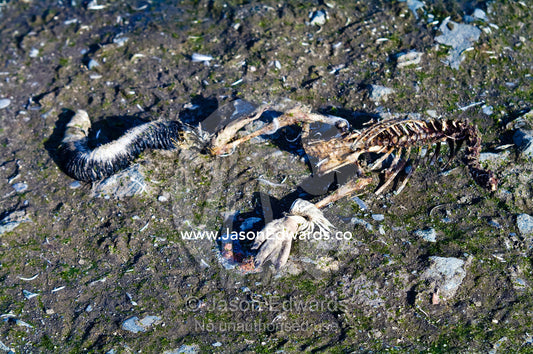 The remains of a Chinstrap Penguin eaten by Skua in a nesting colony. Half Moon Island, Burgas Peninsula, Livingston Island, Errera Channel, South Shetland Islands, Antarctic Peninsula, Antarctica.