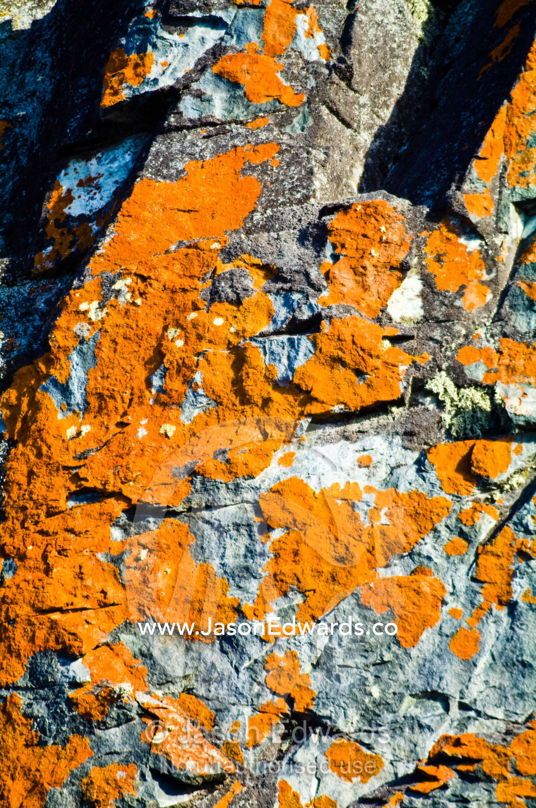 Bright orange lichens adorn jagged rocks on an inhospitable island. Half Moon Island, Burgas Peninsula, Livingston Island, Errera Channel, South Shetland Islands, Antarctic Peninsula, Antarctica.