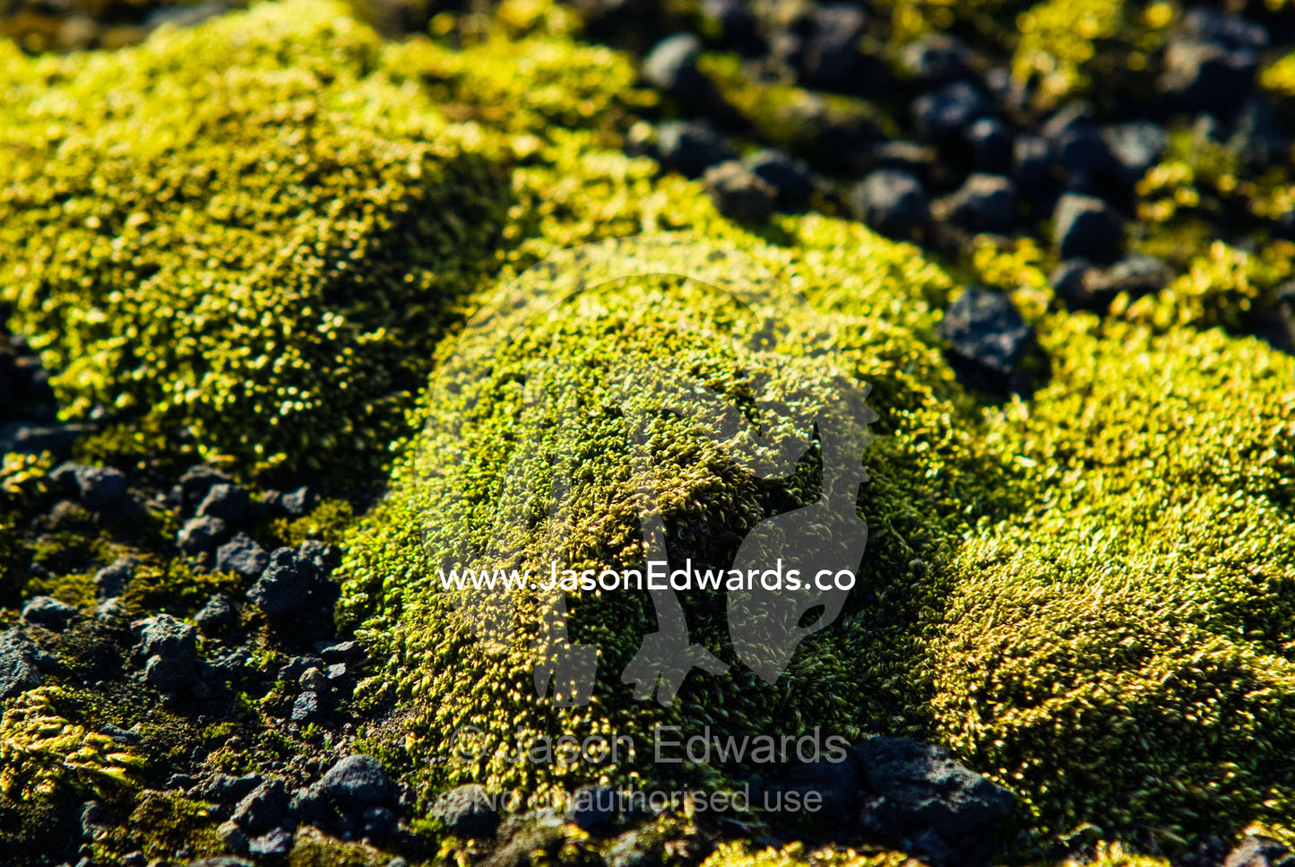 A mature community of mosses grows on a volcanic ash and scoria plain. Hektor Whaling Station, Whalers Bay, Port Foster, Deception Island, South Shetland Islands, Antarctic Peninsula, Antarctica.