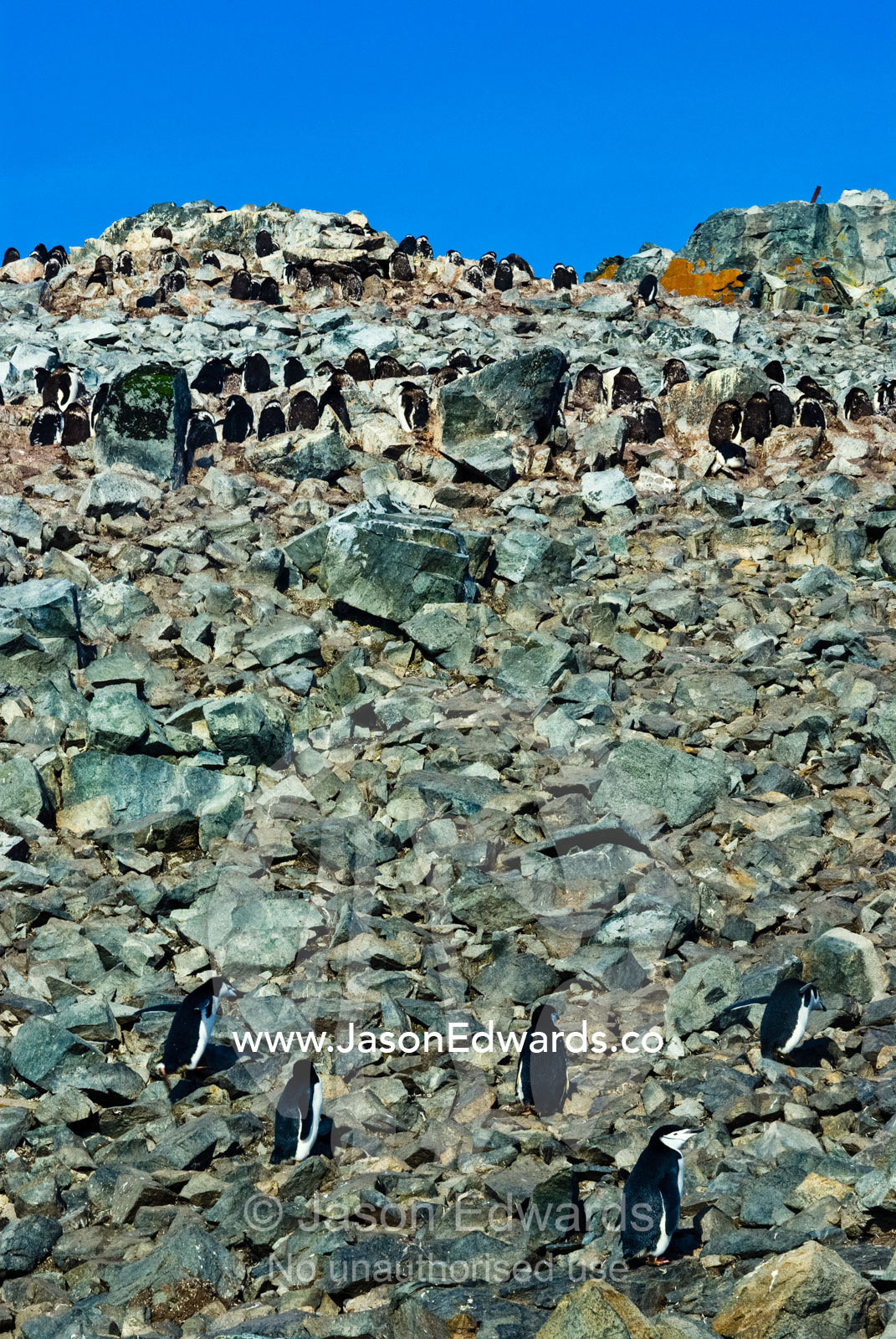 Adult Chinstrap Penguins climb a rocky mountainside to feed chicks. Half Moon Island, Burgas Peninsula, Livingston Island, Errera Channel, South Shetland Islands, Antarctic Peninsula, Antarctica.