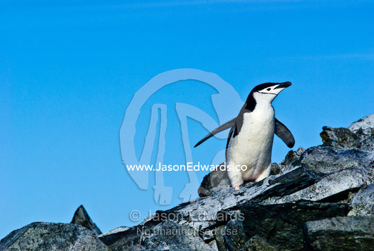 Adult Chinstrap Penguins climb a rocky mountainside to feed chicks. Half Moon Island, Burgas Peninsula, Livingston Island, Errera Channel, South Shetland Islands, Antarctic Peninsula, Antarctica.