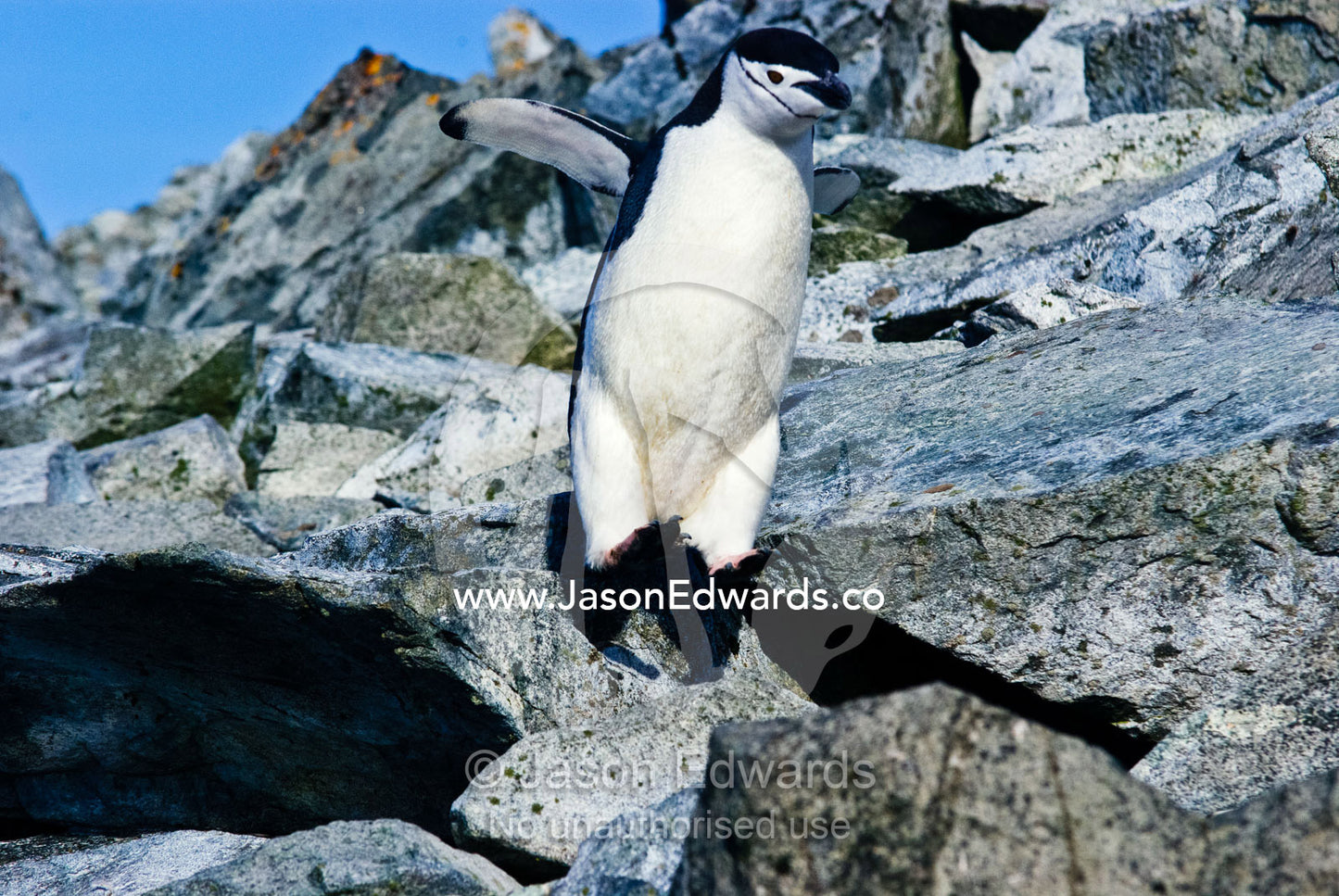 Adult Chinstrap Penguins jump and climb over boulders to feed chicks. Half Moon Island, Burgas Peninsula, Livingston Island, Errera Channel, South Shetland Islands, Antarctic Peninsula, Antarctica.