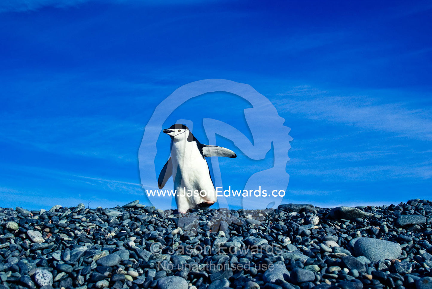 A Chinstrap Penguin waddles across a grey gravel beach to the ocean. Half Moon Island, Burgas Peninsula, Livingston Island, Errera Channel, South Shetland Islands, Antarctic Peninsula, Antarctica.