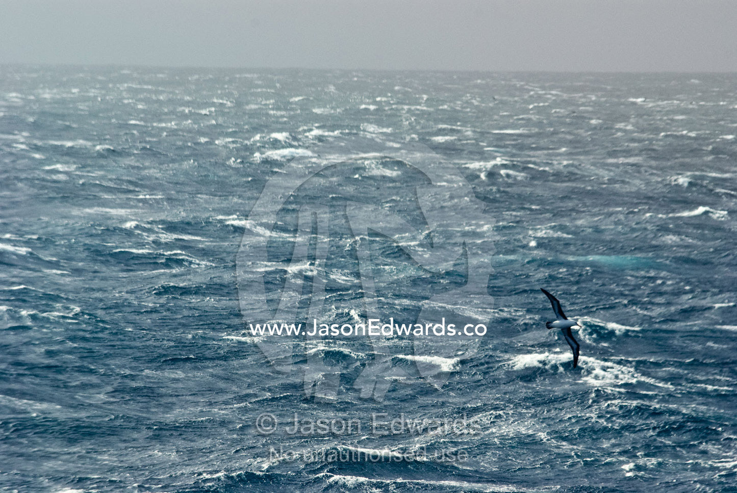 An Albatross soars across a windswept grey stormy featureless ocean. The Drake Passage between the Atlantic Ocean and Pacific Ocean.