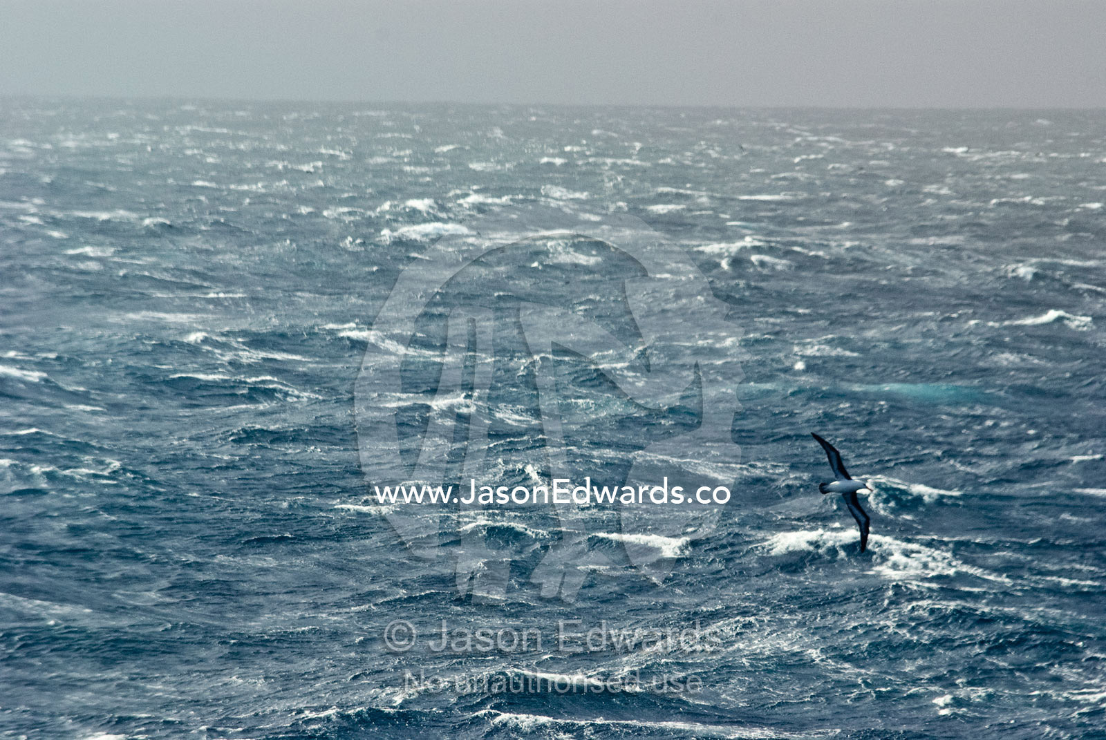 An Albatross soars across a windswept grey stormy featureless ocean. The Drake Passage between the Atlantic Ocean and Pacific Ocean.