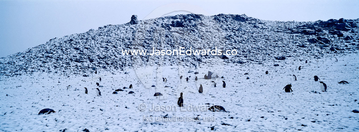 A rookery of Gentoo Penguin chicks nesting on a snowy mountaintop. Danco Island, Antarctic Peninsula, Antarctica.