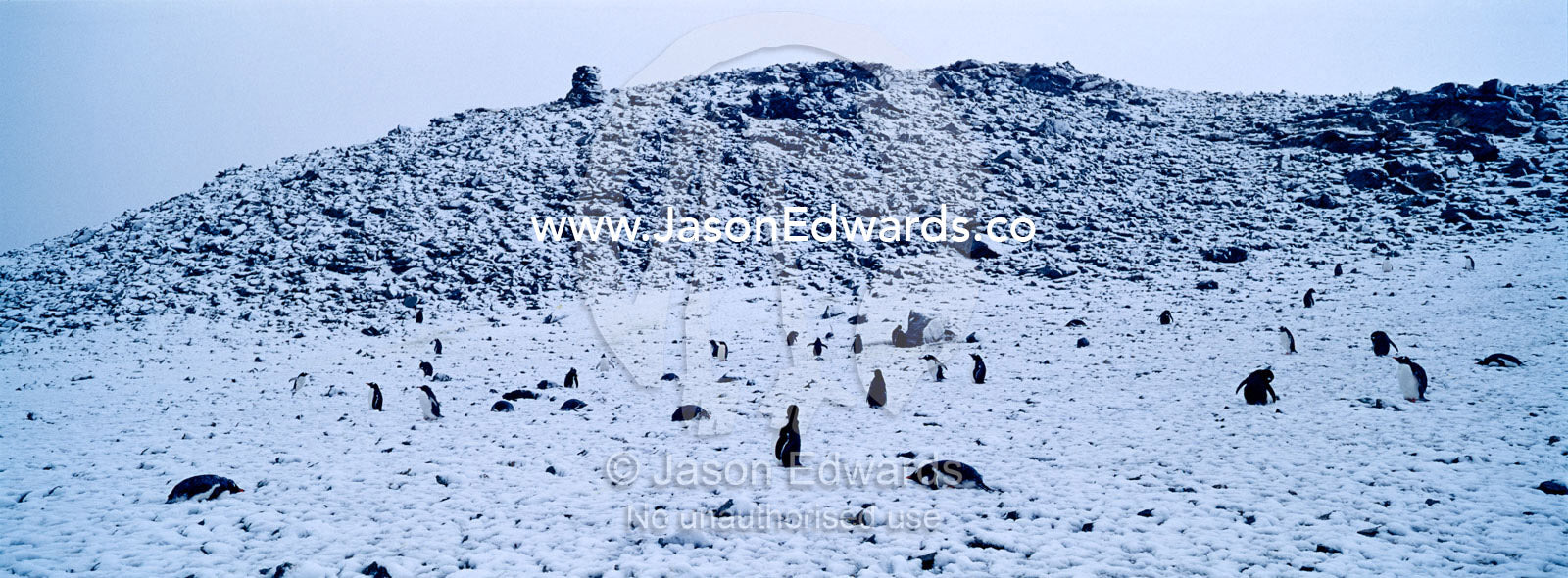 A rookery of Gentoo Penguin chicks nesting on a snowy mountaintop. Danco Island, Antarctic Peninsula, Antarctica.