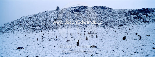 A rookery of Gentoo Penguin chicks nesting on a snowy mountaintop. Danco Island, Antarctic Peninsula, Antarctica.