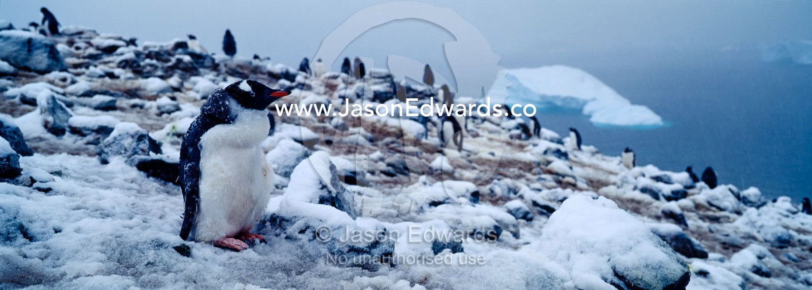 A rookery of Gentoo Penguin chicks nesting on a snowy mountaintop. Danco Island, Antarctic Peninsula, Antarctica.