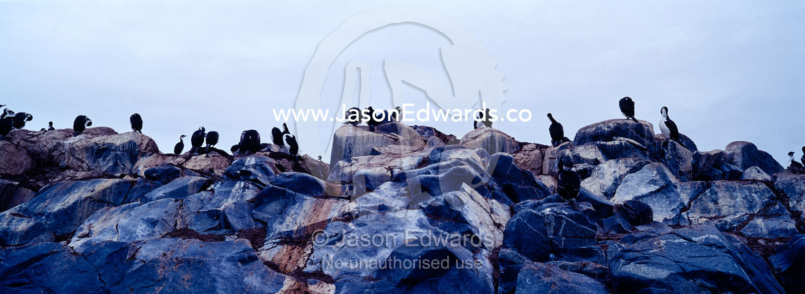 A rookery of Antarctic Shags roosting on a rocky island outcrop. Fish Islands, The Minnows, Flounder Island, Crystal Sound, Antarctic Peninsula, Antarctic Circle, Antarctica.