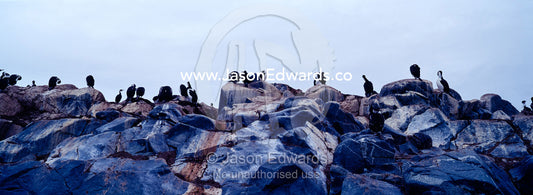 A rookery of Antarctic Shags roosting on a rocky island outcrop. Fish Islands, The Minnows, Flounder Island, Crystal Sound, Antarctic Peninsula, Antarctic Circle, Antarctica.