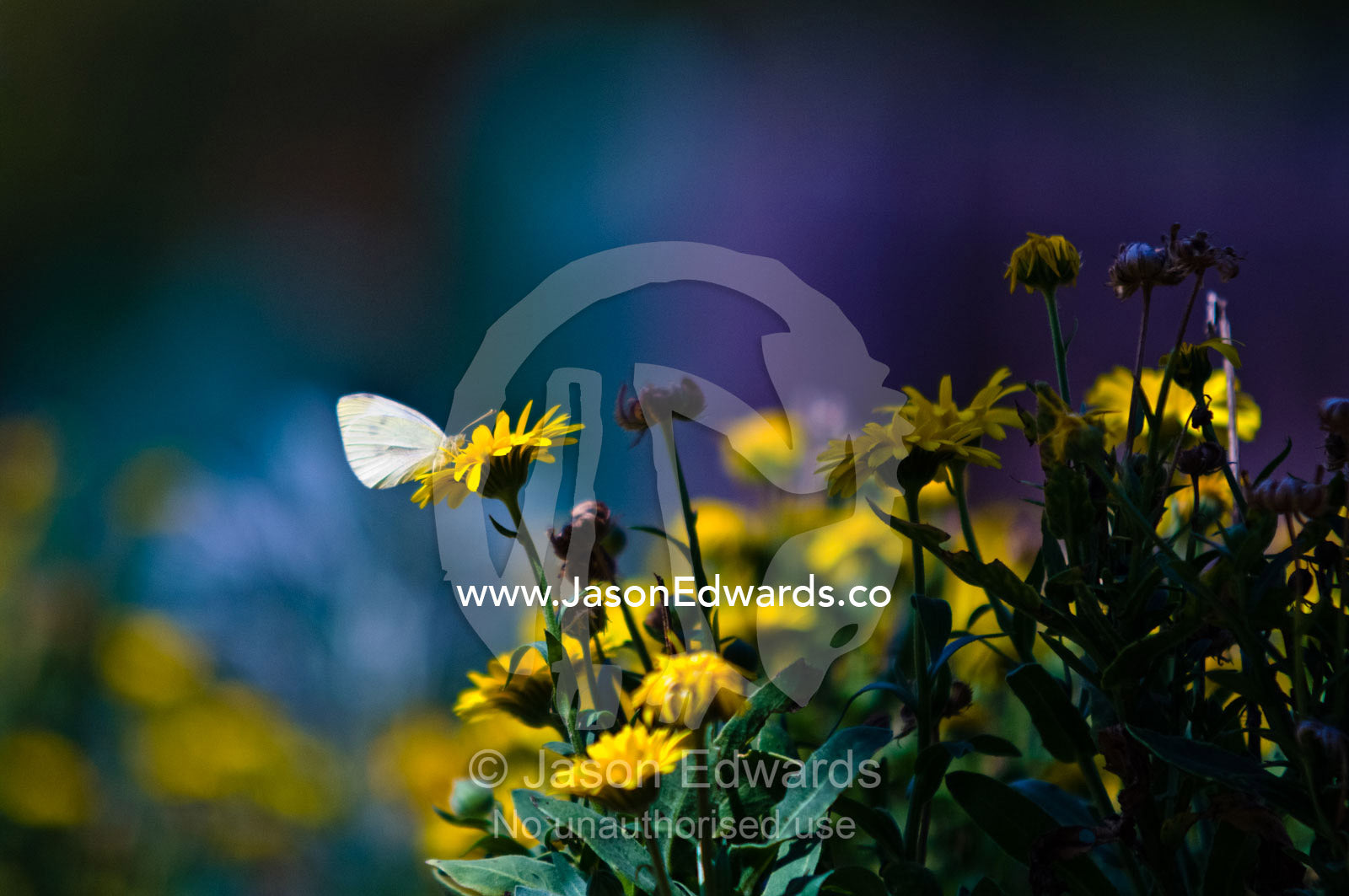 A delicate Cabbage White Butterfly feeding on a daisy in a garden. Castlemaine, Victoria, Australia.