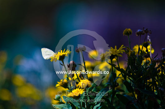A delicate Cabbage White Butterfly feeding on a daisy in a garden. Castlemaine, Victoria, Australia.