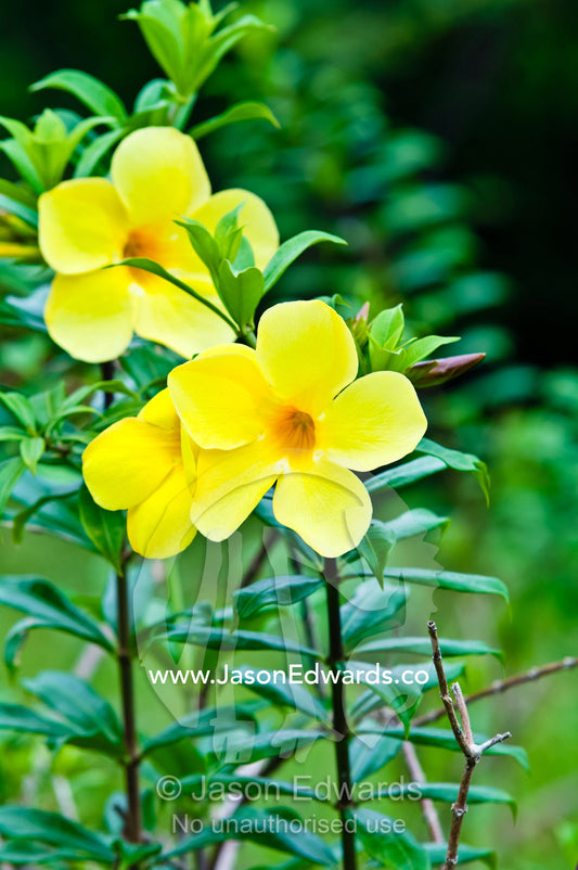 Spreading petals on tall stemmed bright yellow Allamanda flowers. Port of Refuge, Neiafu, Vava'u Island Group, Pacific Ocean, Oceania, Kingdom of Tonga.