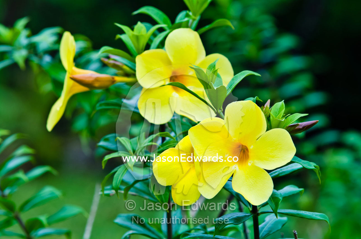 Spreading petals on tall stemmed bright yellow Allamanda flowers. Port of Refuge, Neiafu, Vava'u Island Group, Pacific Ocean, Oceania, Kingdom of Tonga.