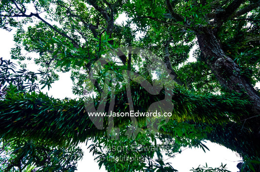 Lush moss and epiphytes hang from a tree branch on a tropical island. Port of Refuge, Neiafu, Vava'u Island Group, Pacific Ocean, Oceania, Kingdom of Tonga.