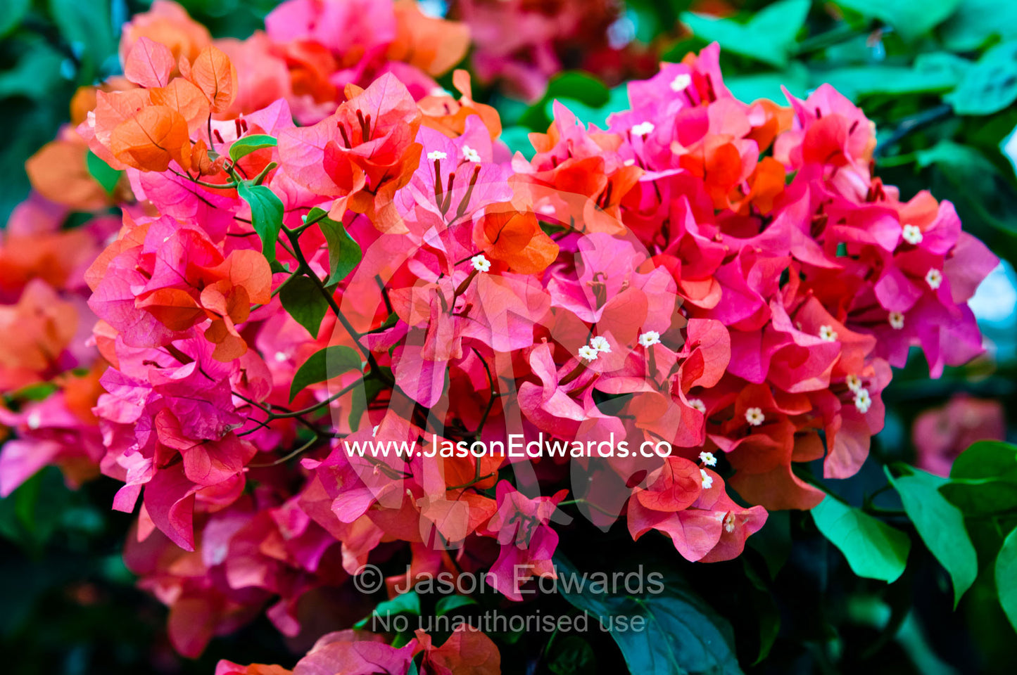 A luscious pink and red bloom of Bougainvillea flower petals. Port of Refuge, Neiafu, Vava'u Island Group, Pacific Ocean, Oceania, Kingdom of Tonga.