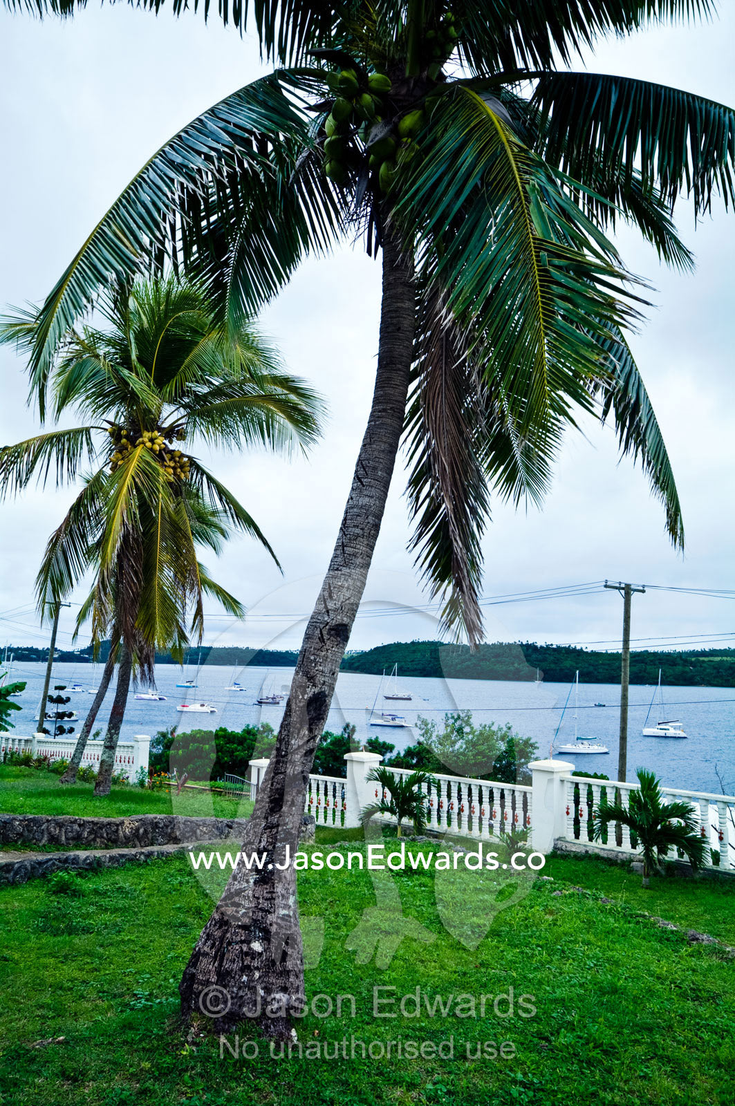 A coconut palm tree in the gardens of St Joseph's Cathedral Church. Port of Refuge, Neiafu, Vava'u Island Group, Pacific Ocean, Oceania, Kingdom of Tonga.