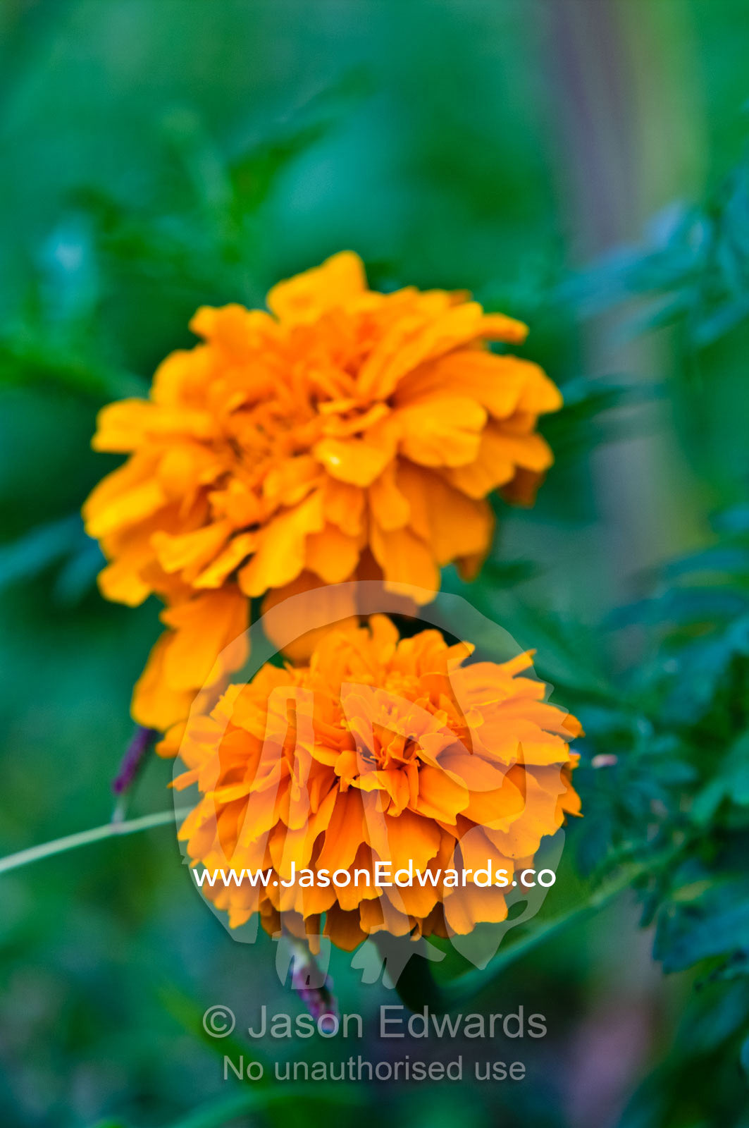 A pair of bright orange Marigold flowers in a cottage garden. Port of Refuge, Neiafu, Vava'u Island Group, Pacific Ocean, Oceania, Kingdom of Tonga.