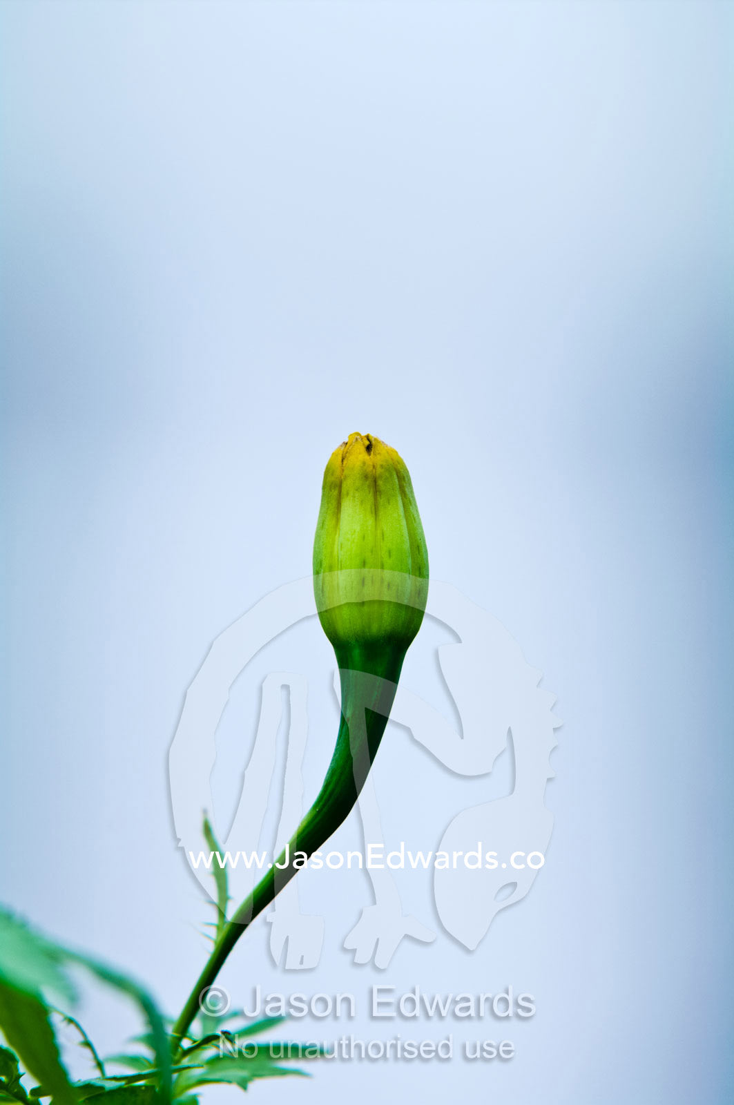 The elegant curved stem of a Marigold flower bud growing in a garden. Port of Refuge, Neiafu, Vava'u Island Group, Pacific Ocean, Oceania, Kingdom of Tonga.