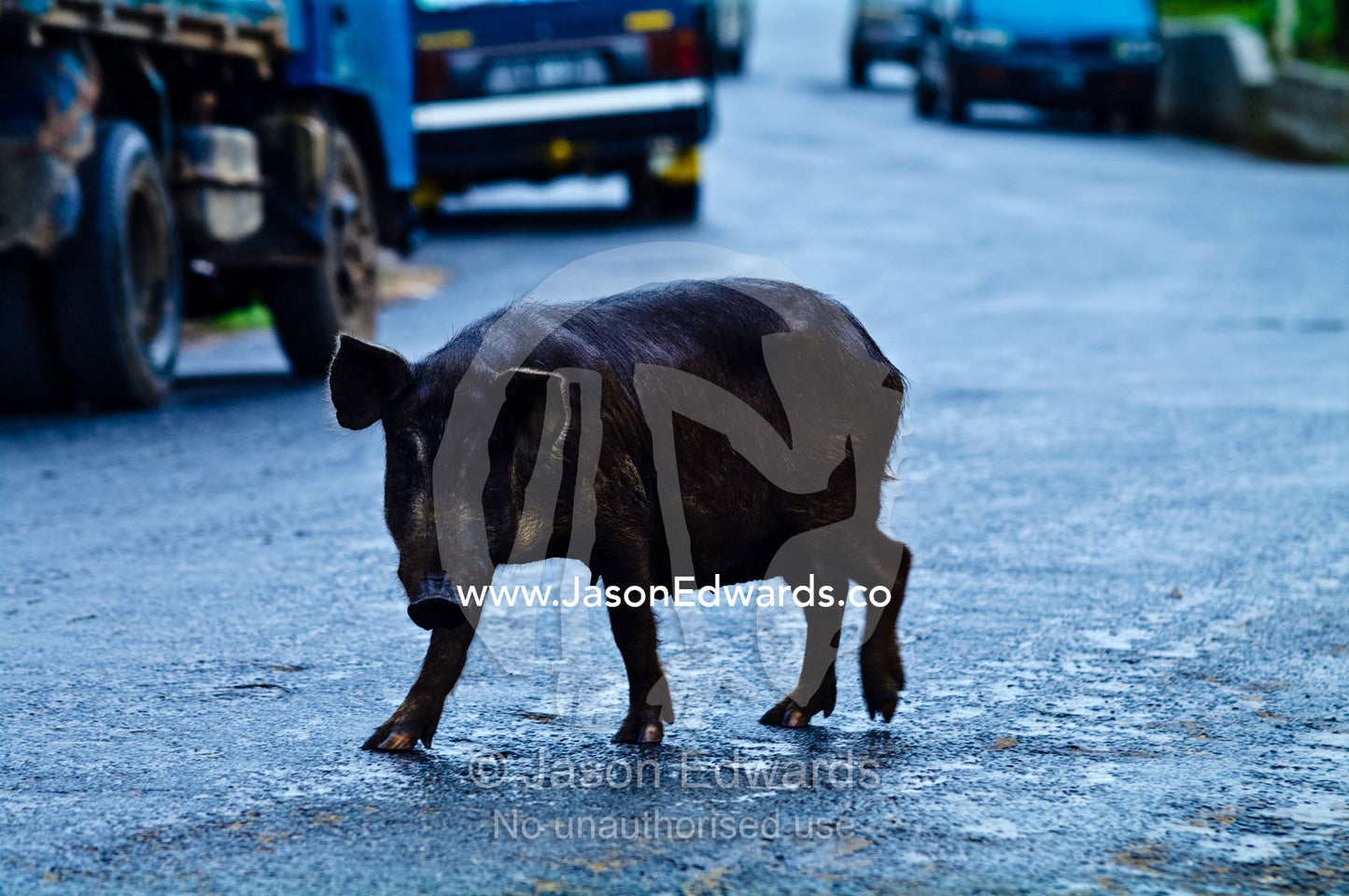 A feral pig wanders across main street in search of food scraps. Port of Refuge, Neiafu, Vava'u Island Group, Pacific Ocean, Oceania, Kingdom of Tonga.