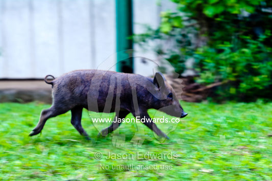 A feral piglet runs across a garden lawn in search of food  scraps. Port of Refuge, Neiafu, Vava'u Island Group, Pacific Ocean, Oceania, Kingdom of Tonga.