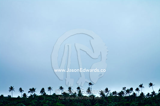 Palm tree silhouettes rise above a forest canopy on a tropical island. Vava'u Island Group, Pacific Ocean, Oceania, Kingdom of Tonga.