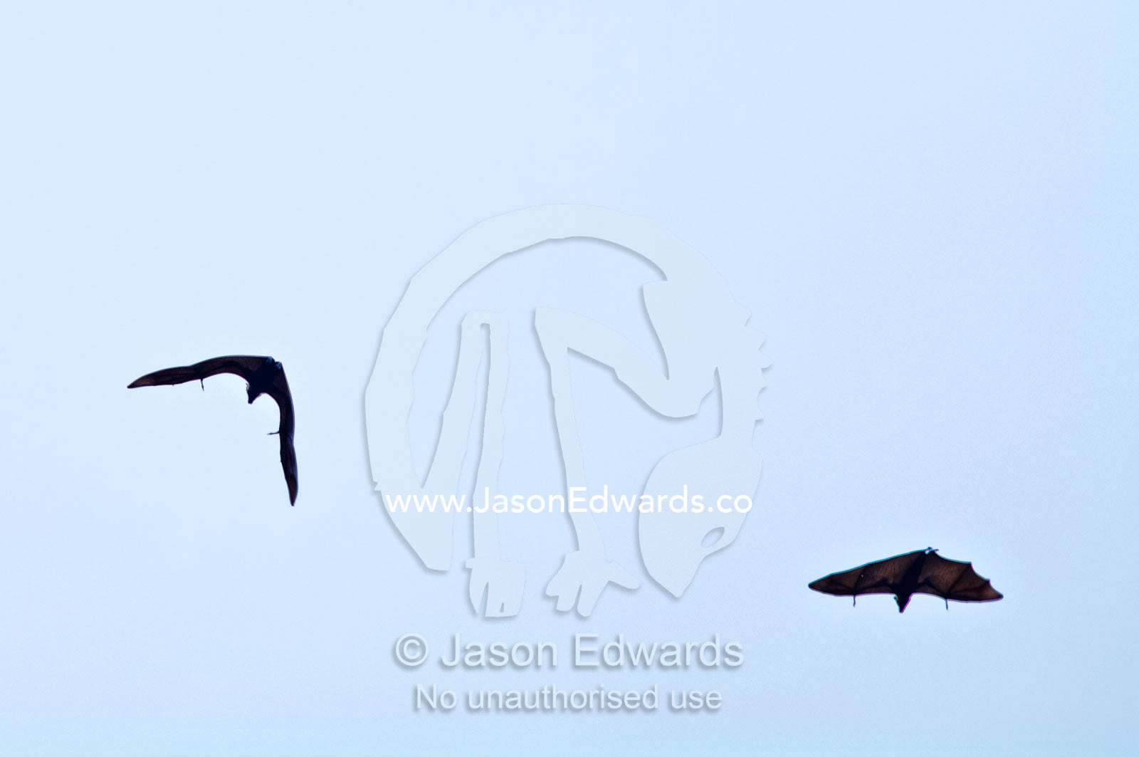 A pair of Pteropus tonganus, Tongan Fruit Bats in flight. Vava'u Island Group, Pacific Ocean, Oceania, Kingdom of Tonga.