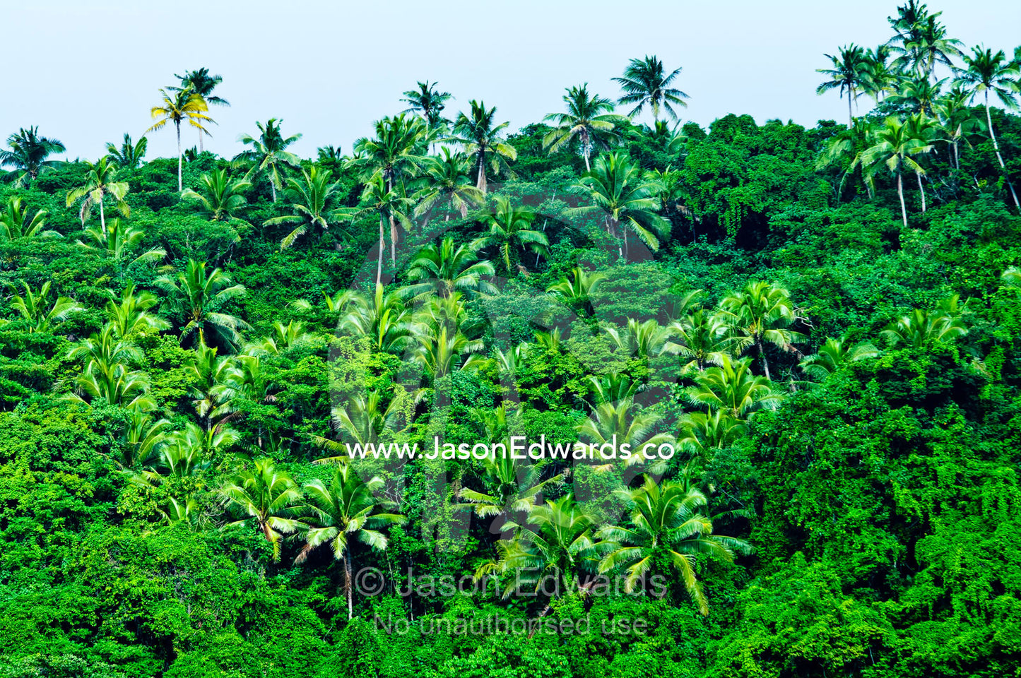 Coconut palm trees rise above the canopy of a tropical rainforest. Vava'u Island Group, Pacific Ocean, Oceania, Kingdom of Tonga.