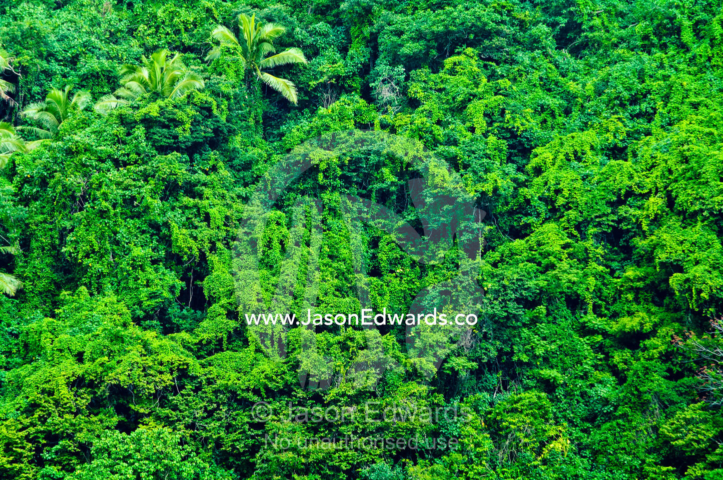 Dense, tangled tropical rainforest shrouds the surface of an island. Vava'u Island Group, Pacific Ocean, Oceania, Kingdom of Tonga.