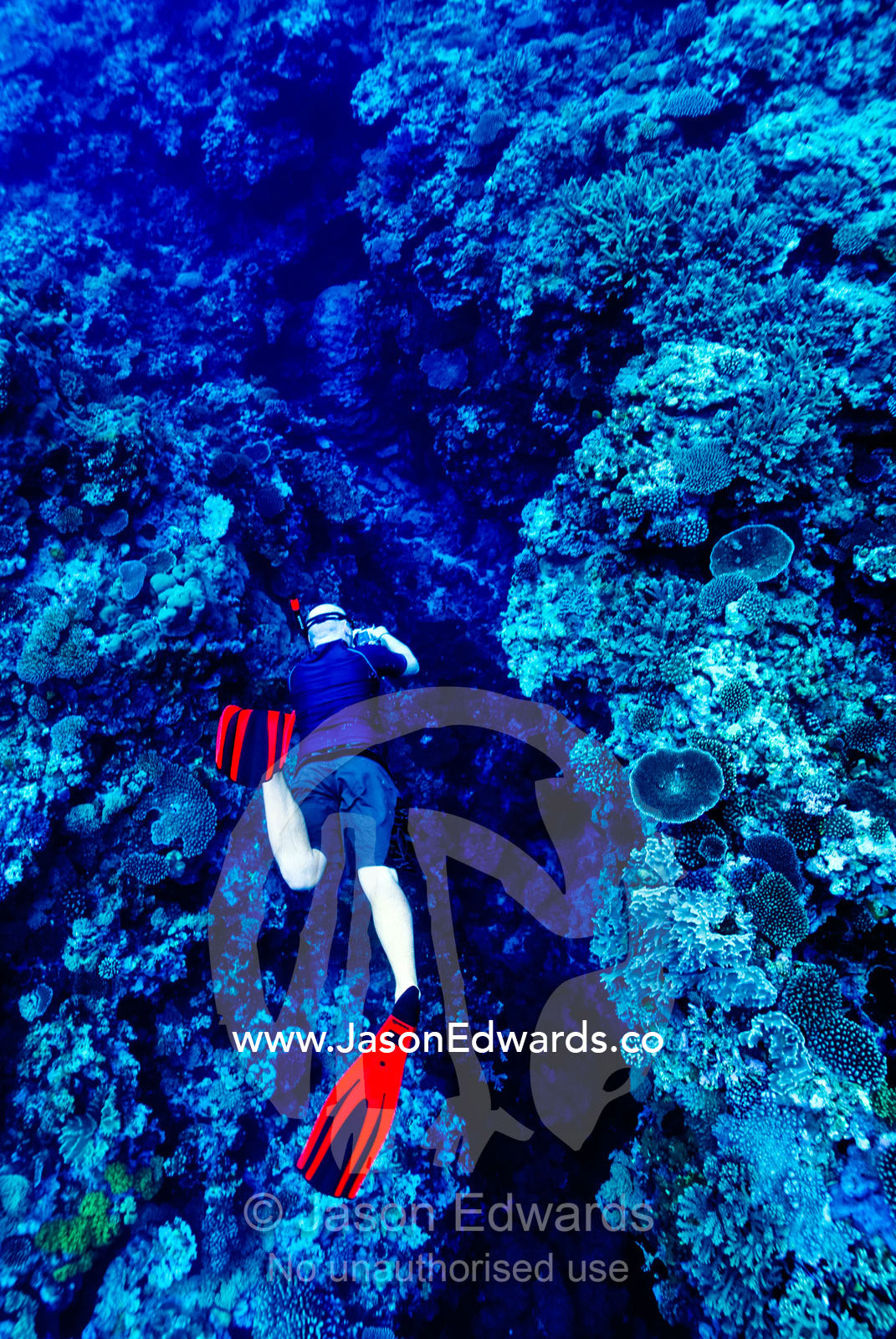 A snorkelling free diver takes an underwater photo over a coral reef. Vava'u Island Group, Pacific Ocean, Oceania, Kingdom of Tonga.