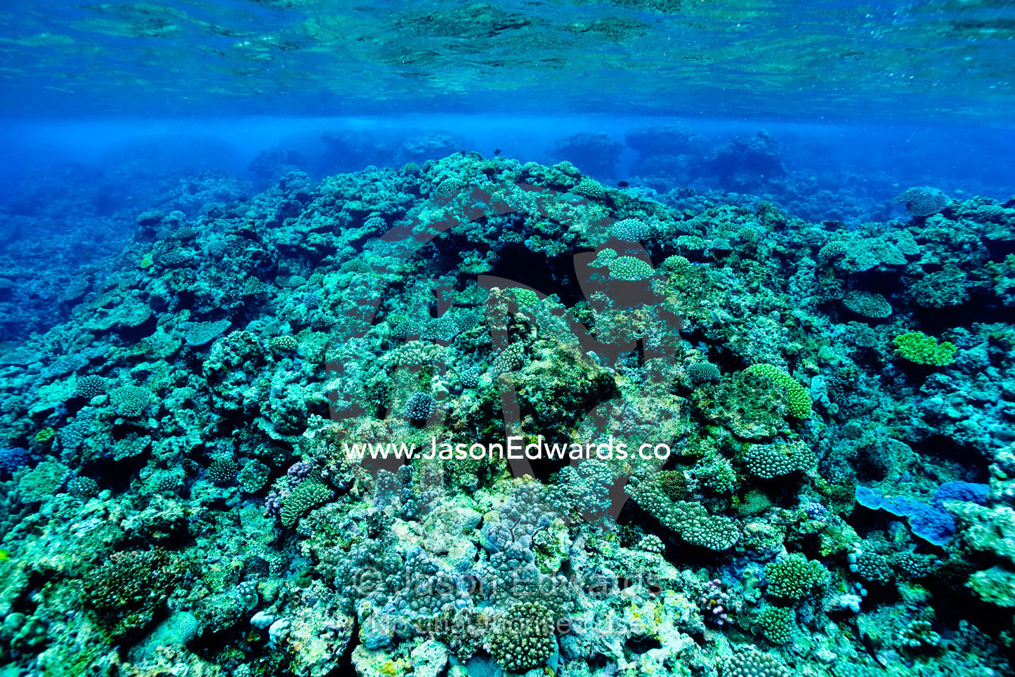 Warm, shallow seas over the jagged surface of a tropical coral reef. Vava'u Island Group, Pacific Ocean, Oceania, Kingdom of Tonga.