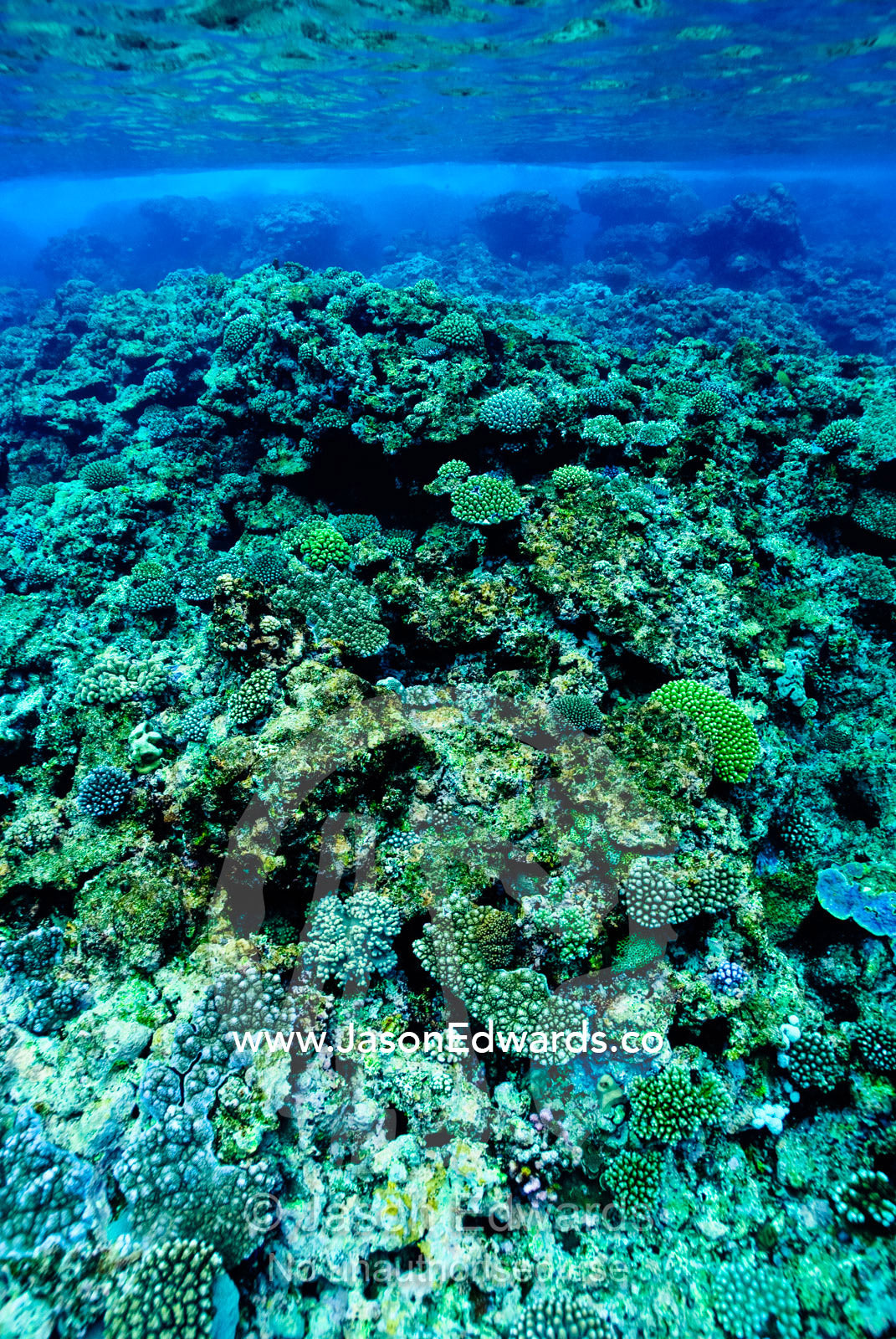 Warm, shallow seas over the jagged surface of a tropical coral reef. Vava'u Island Group, Pacific Ocean, Oceania, Kingdom of Tonga.