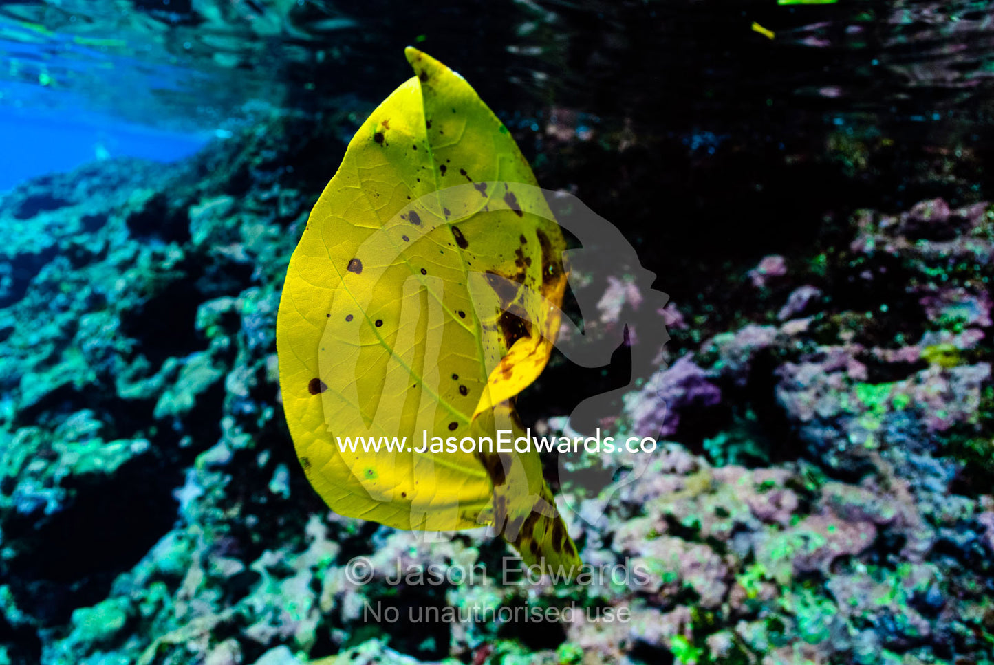 A dead and decaying rainforest leaf floats over a tropical coral reef. Vava'u Island Group, Pacific Ocean, Oceania, Kingdom of Tonga.