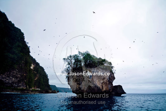 A nesting colony of Black Noddy flying over a limestone pillar. Vava'u Island Group, Pacific Ocean, Oceania, Kingdom of Tonga.