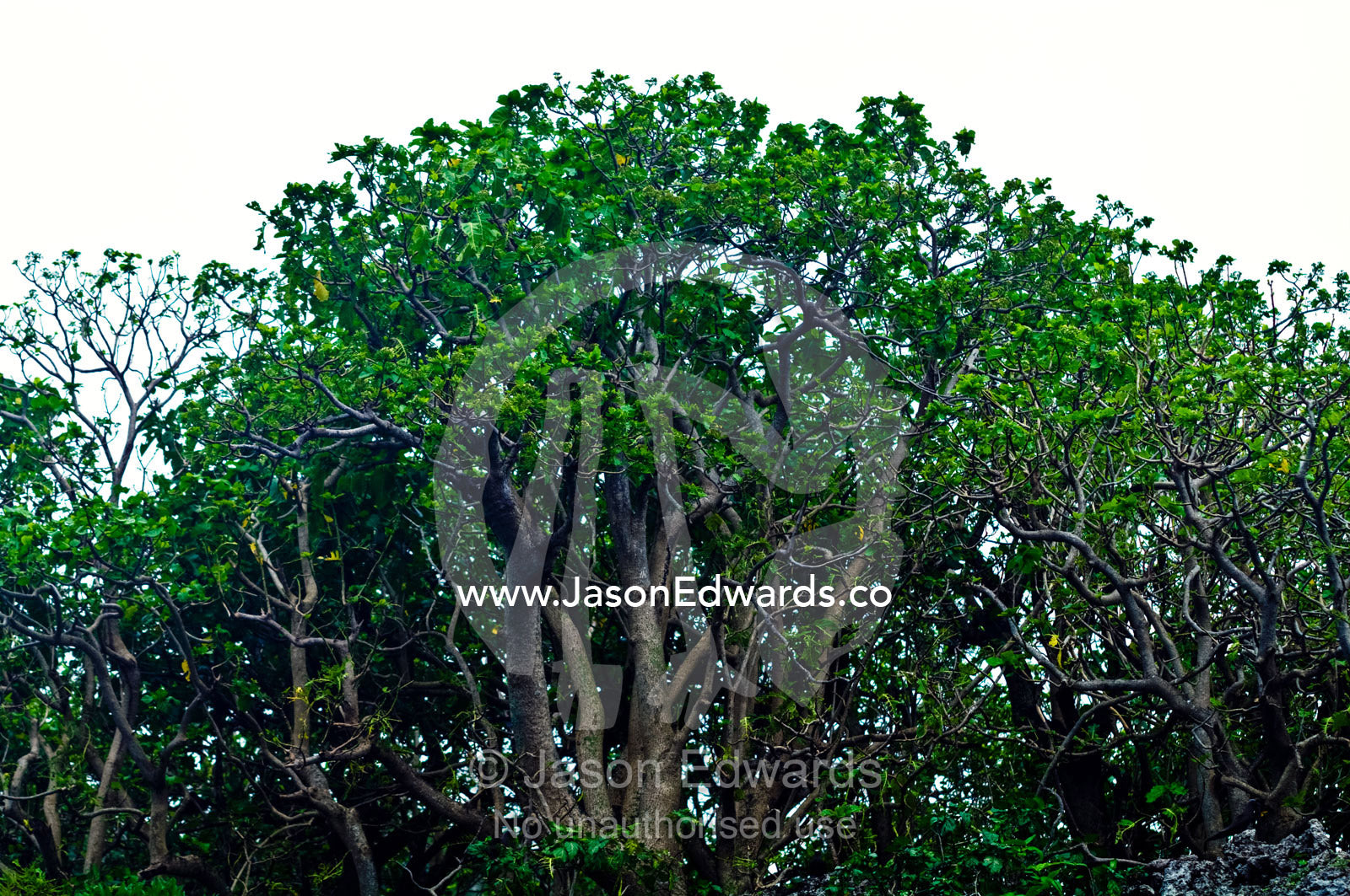 Forest canopy on limestone outcrops provides nesting sites for Noddy. Vava'u Island Group, Pacific Ocean, Oceania, Kingdom of Tonga.