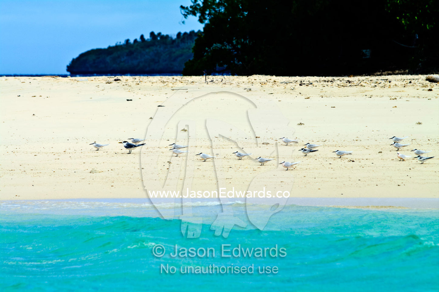 A flock of Black-naped Terns and a Greater Crested Tern on a beach. Vava'u Island Group, Pacific Ocean, Oceania, Kingdom of Tonga.