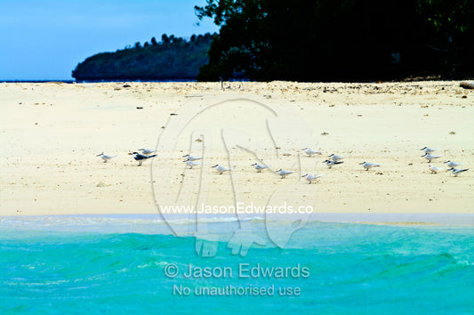 A flock of Black-naped Terns and a Greater Crested Tern on a beach. Vava'u Island Group, Pacific Ocean, Oceania, Kingdom of Tonga.