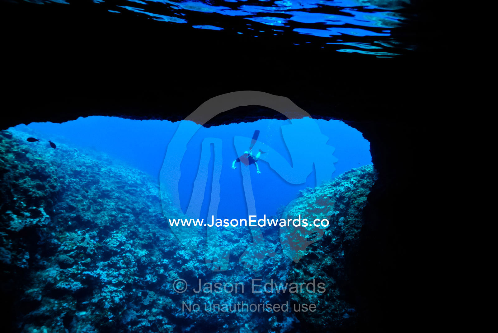 A snorkeler tentatively examines the entrance to an underwater cave. Mariner's Cave. Vava'u Island Group, Pacific Ocean, Oceania, Kingdom of Tonga.