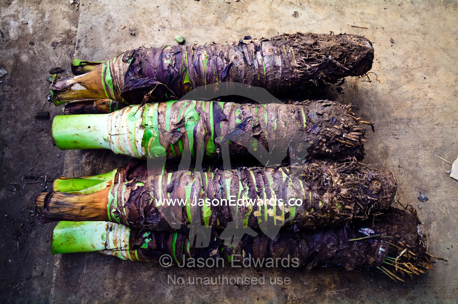 The root balls of taro waiting to be planted for sale in a market. Utukalongalu Market, Port of Refuge, Neiafu, Vava'u Island Group, Pacific Ocean, Oceania, Kingdom of Tonga.